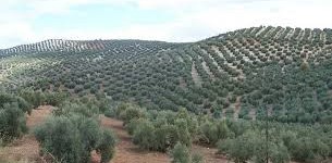olivos 2