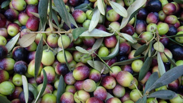 Aceitunas en envero